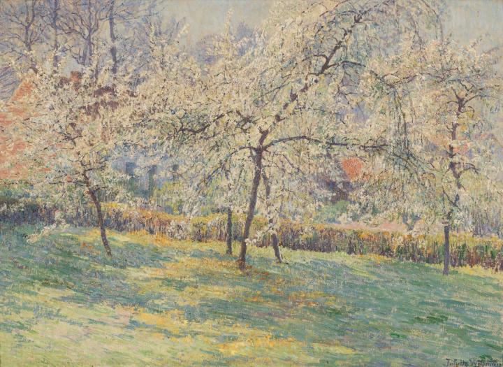 Cherry trees in bloom